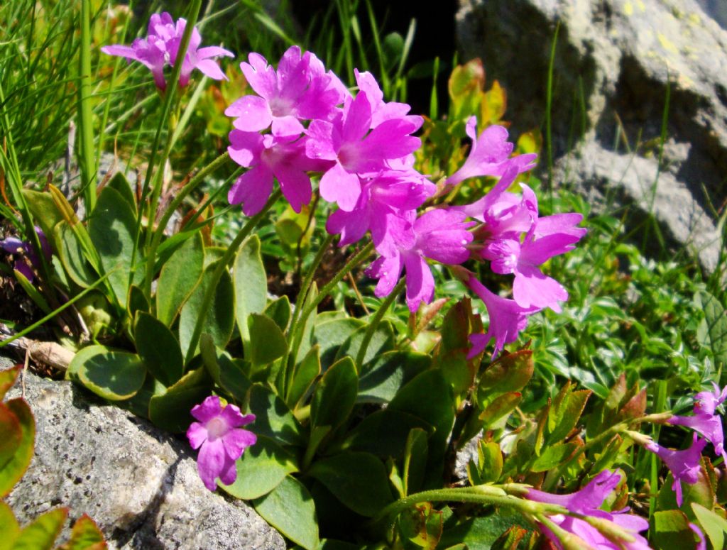 Primula cfr. pedemontana